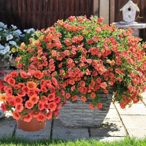 Calibrachoa 'Aloha Kona Mandarin' - Puispetuunia 'Aloha Kona Mandarin'